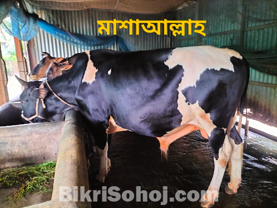 কুরবানির ষাড় গরু